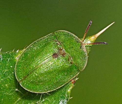 Réf. 353 749 : Cassida sp.